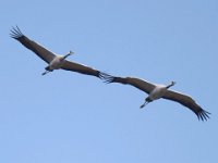 Kranich (Grus grus)  20